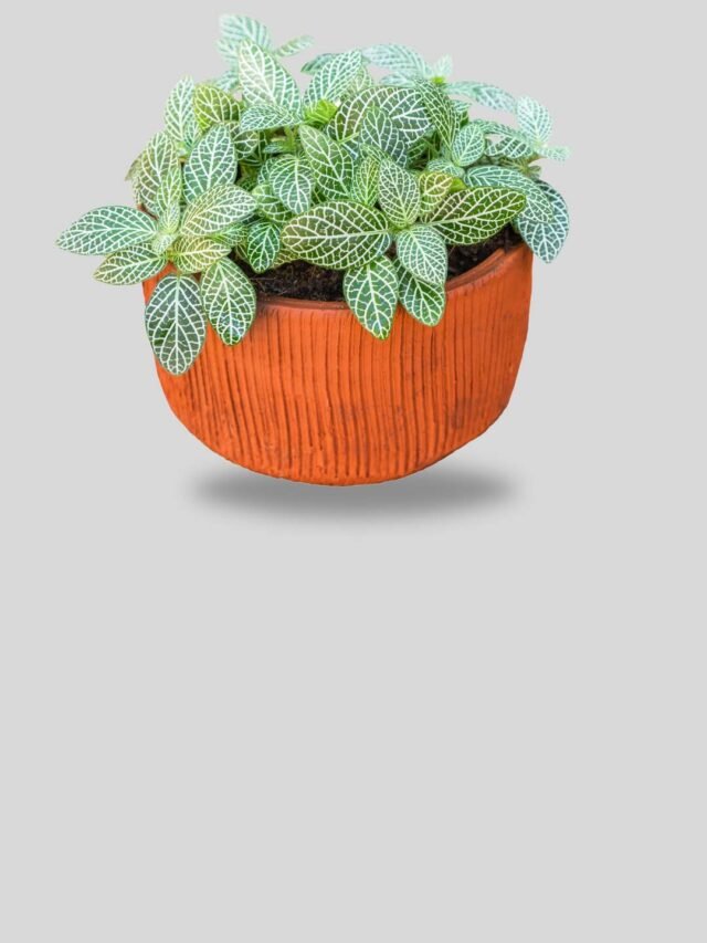 Fittonia plant for home as per vastu