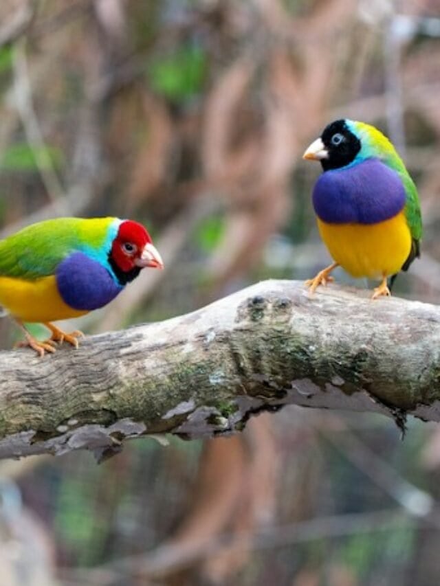 Most Popular Talking Bird Species