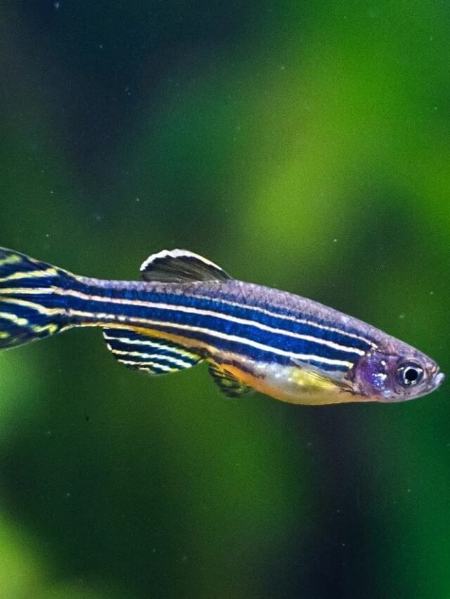 Zebra Danio Fish