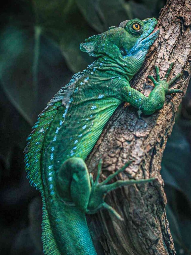 10 Most Amazing Animals That Can Change Color