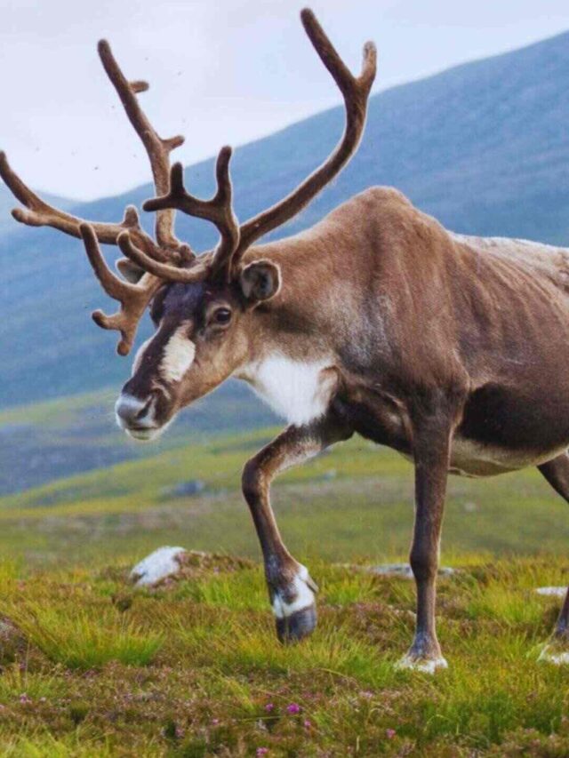 Animals in Russian Reindeer