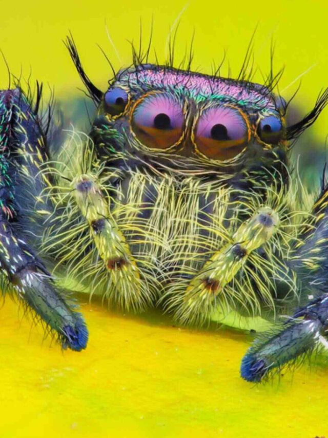 Animals with More Than Two Eyes
