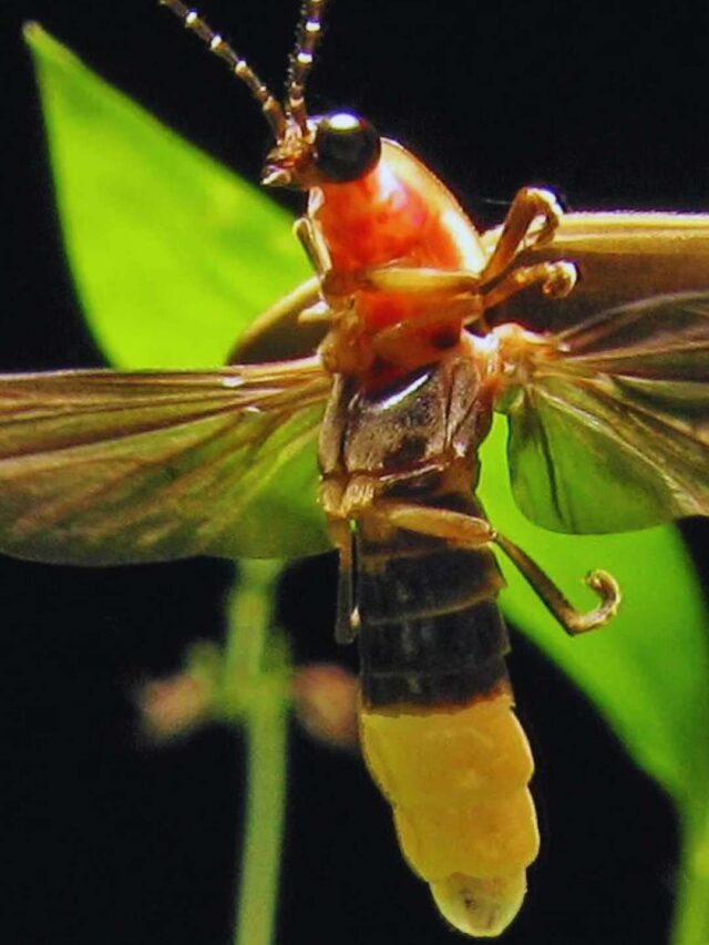 Insects with Unique Lifestyles