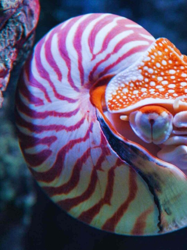 Nautilus with More Than One Heart