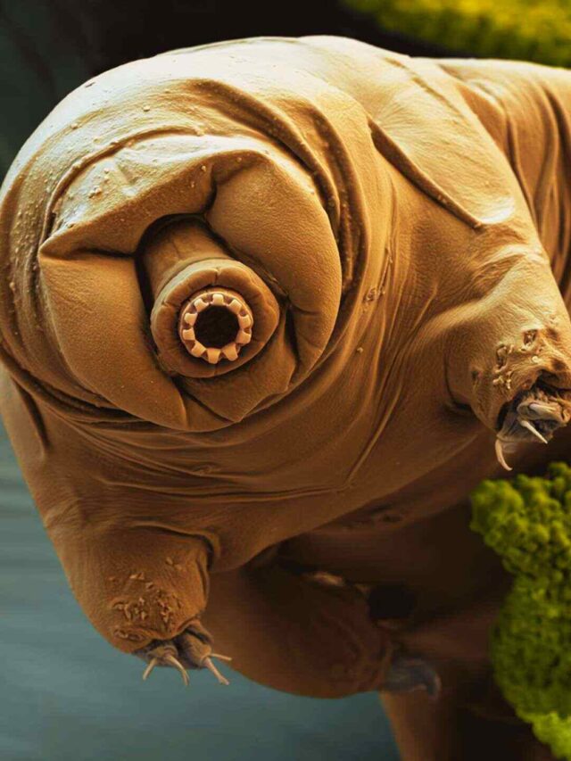 tardigrades (water bears)