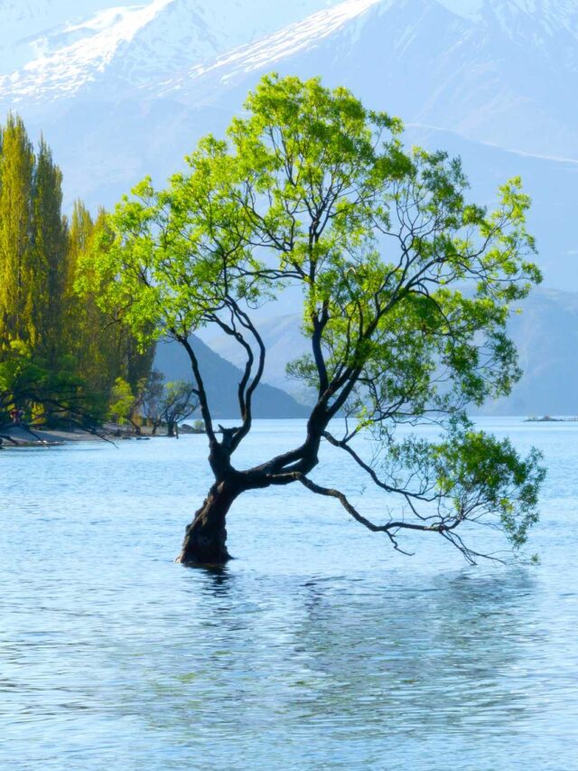 trees that can grow in water