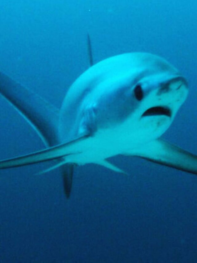 Sea Creatures with the Biggest Eyes