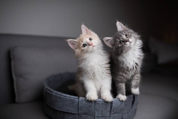 Secret life of cats