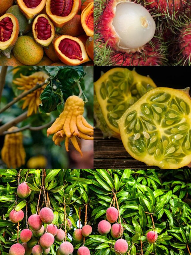 fruits growing
