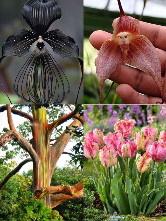 real flowers that look fake