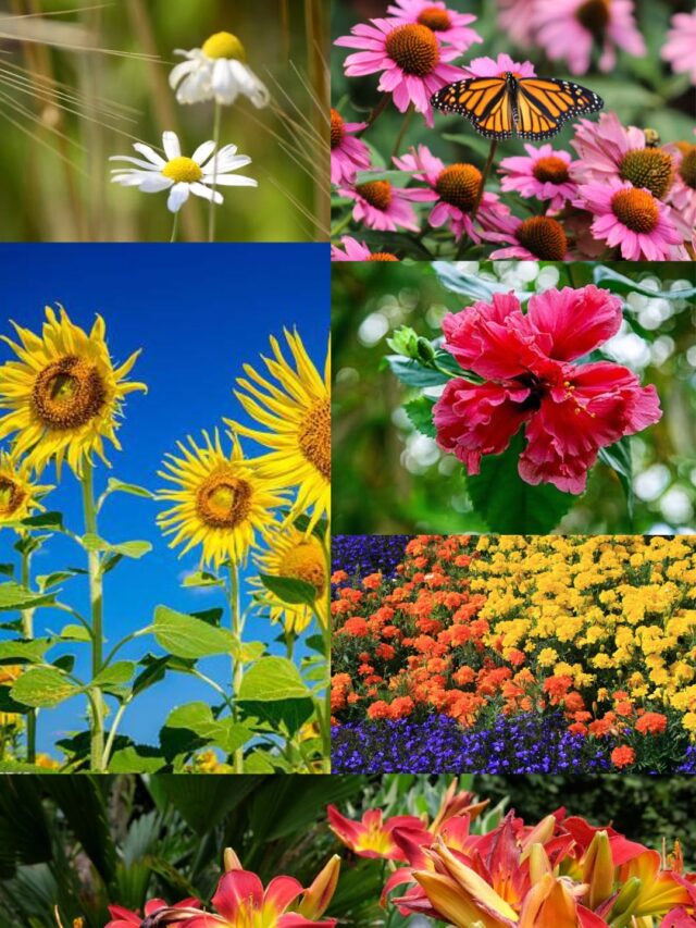 summer flowers full sun